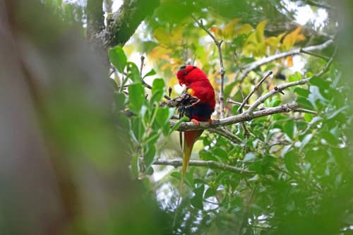 West Papuan Lorikeet