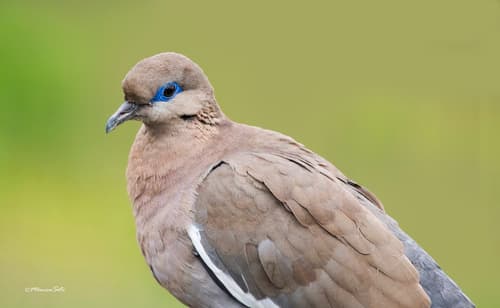 West Peruvian Dove