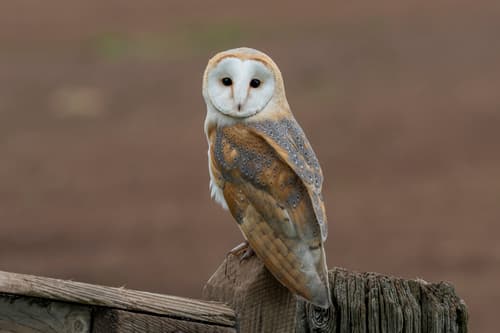 Western Barn Owl