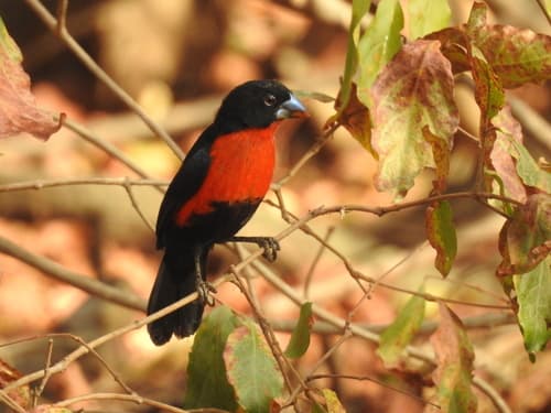 Black-bellied Firefinch