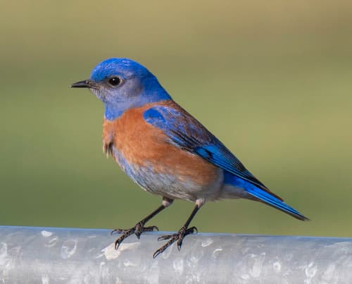 Western Bluebird