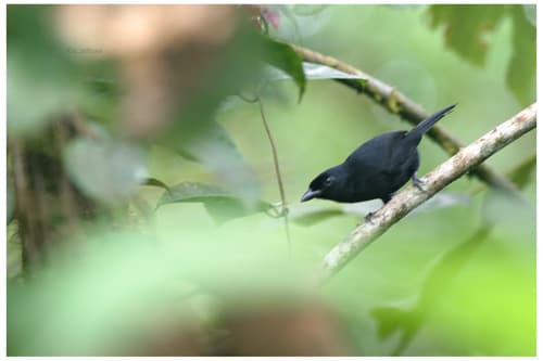 Western Boubou