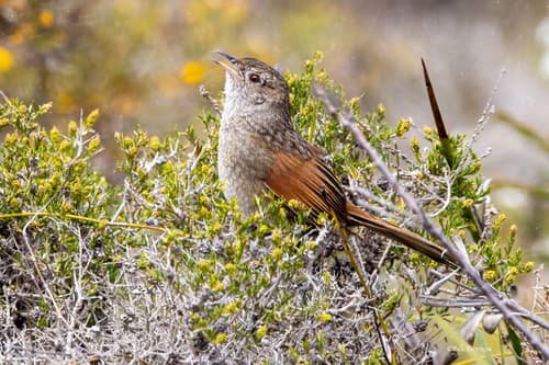 Western Bristlebird