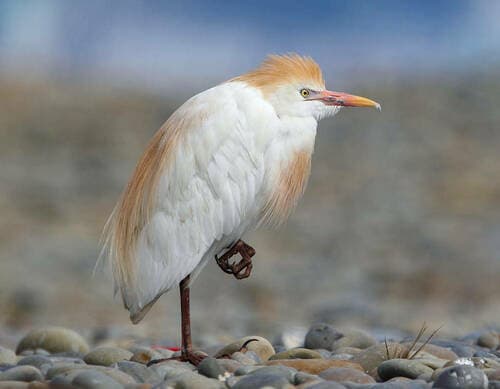 Western Cattle-Egret