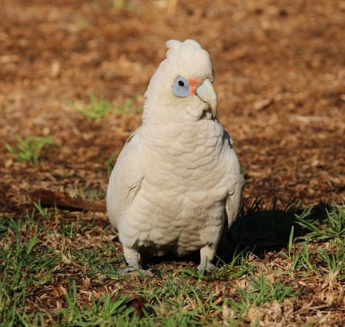 Western Corella