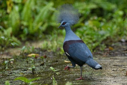 Western Crowned-Pigeon
