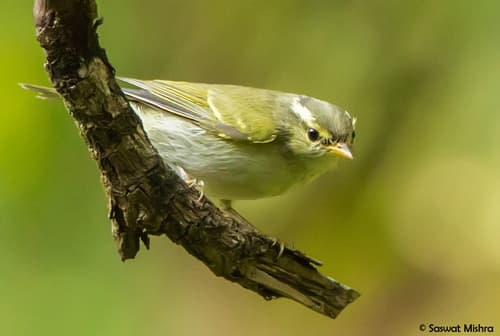 Western Crowned Warbler