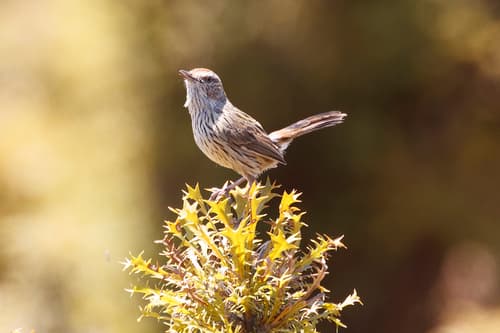 Western Fieldwren