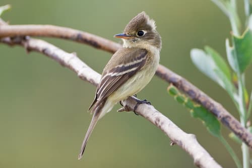 Western Flycatcher