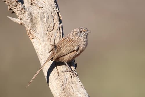 Western Grasswren