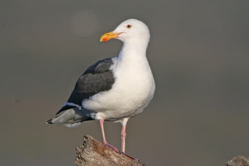 Western Gull