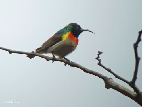 Western Miombo Sunbird