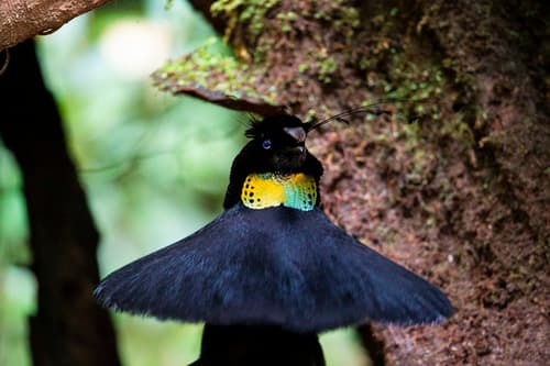 Western Parotia
