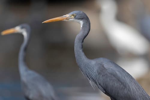 Western Reef Heron