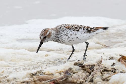 Western Sandpiper
