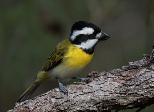 Western Shriketit