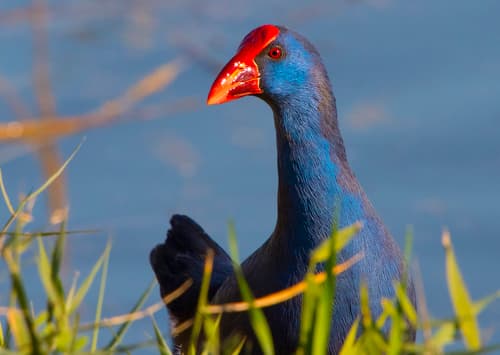 Western Swamphen