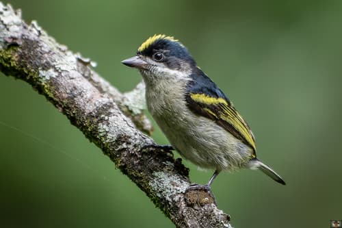 Western Tinkerbird