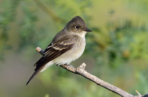 Western Wood-Pewee
