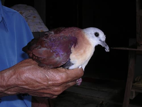 Wetar Ground Dove