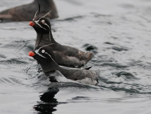 Whiskered Auklet