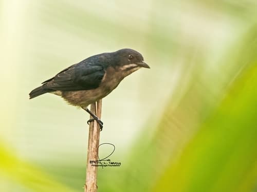 Whiskered Flowerpecker