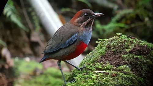 Whiskered Pitta