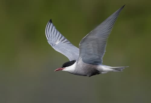 Whiskered Tern