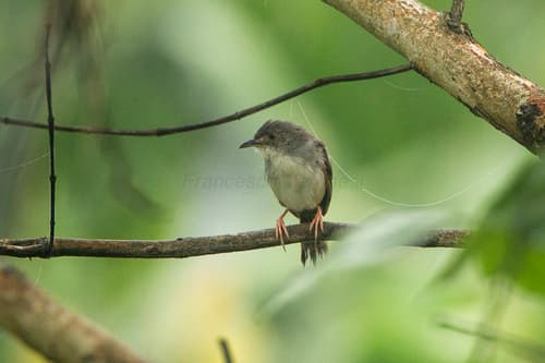 Whistling Cisticola