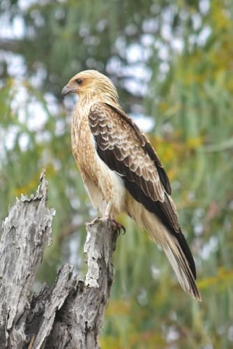 Whistling Kite