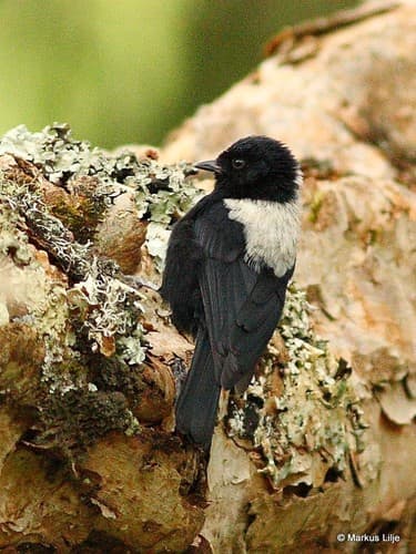 White-backed Black Tit
