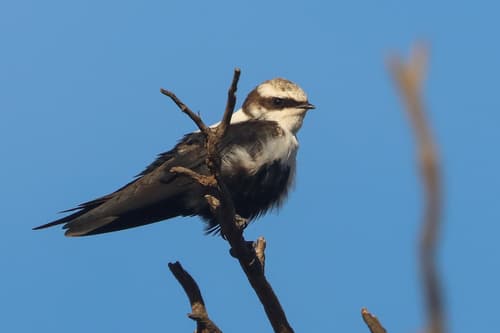 White-backed Swallow