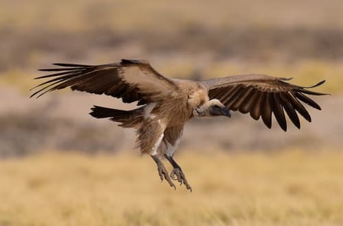 White-backed Vulture