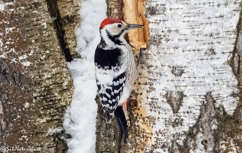 White-backed Woodpecker