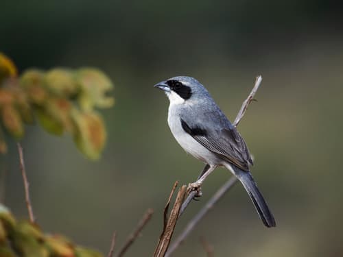 White-banded Tanager