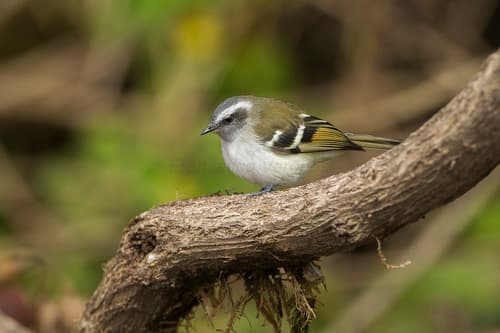 White-banded Tyrannulet