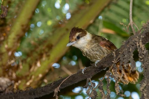 White-bearded Antshrike
