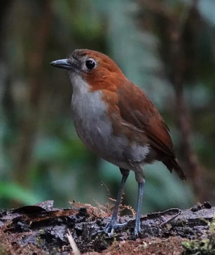 White-bellied Antpitta