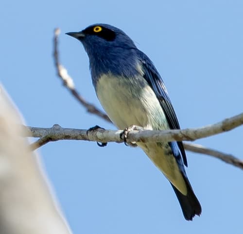 White-bellied Dacnis