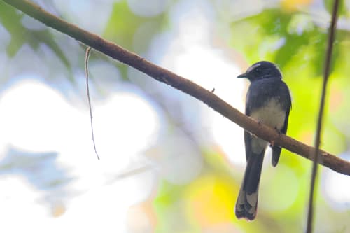 White-bellied Fantail