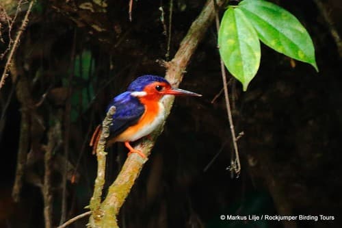 White-bellied Kingfisher