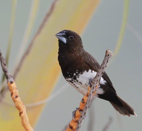 White-bellied Munia