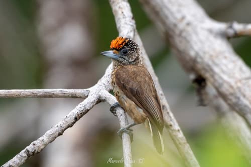 White-bellied Piculet