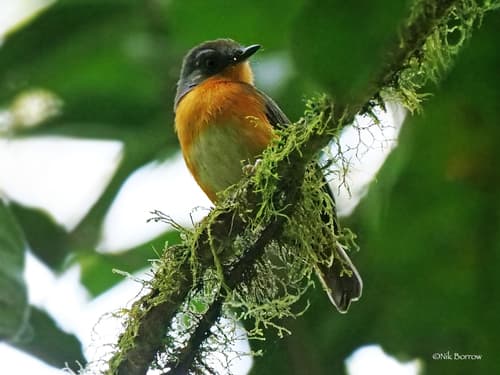 White-bellied Robin-Chat