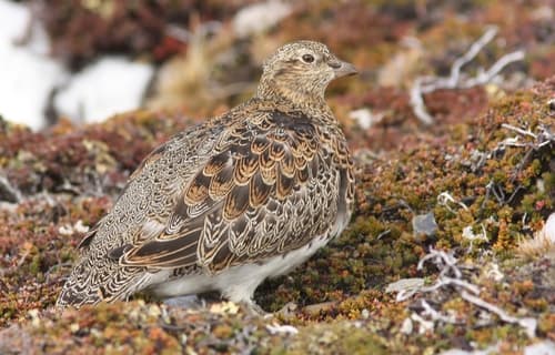 White-bellied Seedsnipe