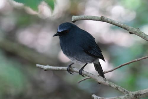 White-bellied Sholakili