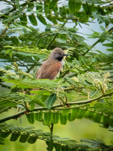 White-bellied Spinetail