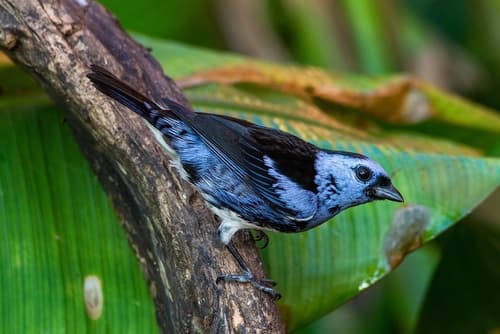 White-bellied Tanager