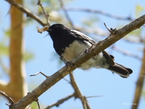 White-bellied Tit