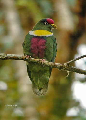 White-bibbed Fruit Dove